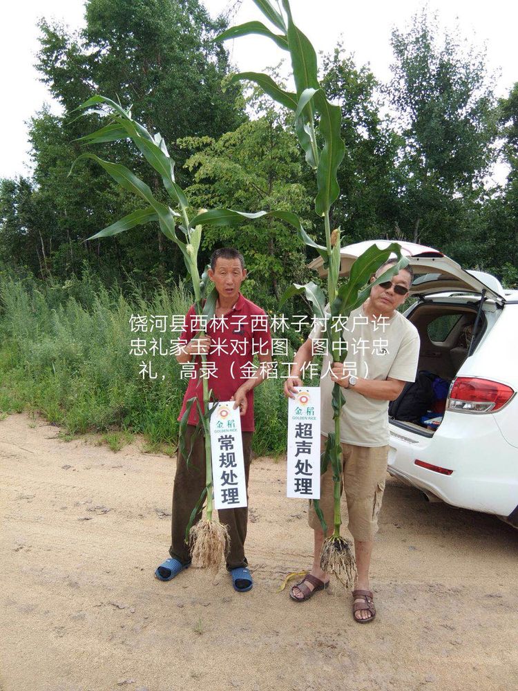 黑龍江雙鴨山市與佳木斯市的超聲波玉米、水稻種植田調查