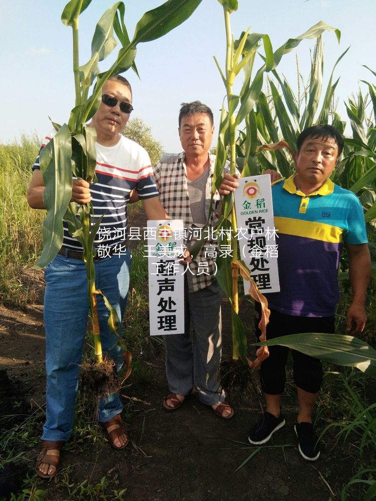 黑龍江雙鴨山市與佳木斯市的超聲波玉米、水稻種植田調查