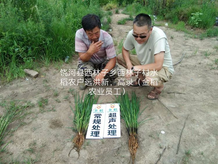 黑龍江雙鴨山市與佳木斯市的超聲波玉米、水稻種植田調查