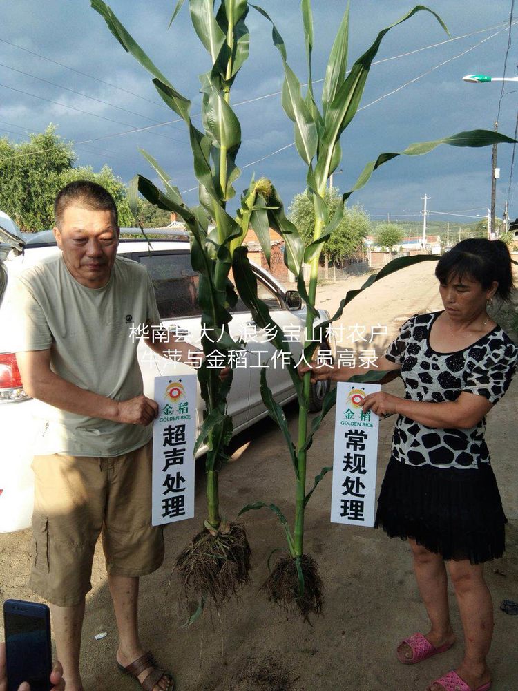 黑龍江雙鴨山市與佳木斯市的超聲波玉米、水稻種植田調查