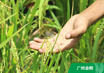 聚焦“十三五”規(guī)劃:農(nóng)業(yè)改革“箭在弦上”