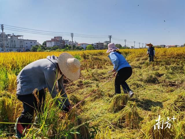 超聲種子增產(chǎn)預(yù)處理后,廣東興寧雙季絲苗香米突破畝產(chǎn)1446.18公斤,再創(chuàng)世界紀(jì)錄!